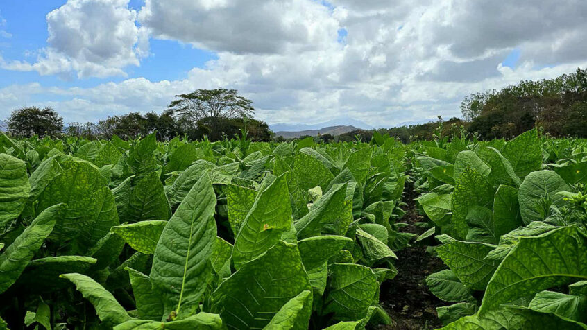 Wide view of tobacco fields at the Aladino farm in Honduras with mountains in the background